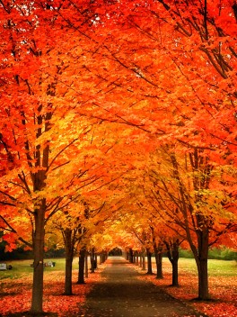 A lane running through an avenue of trees in bright orange autumn leaves